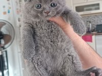 Safkan Scottish fold yavrularımız