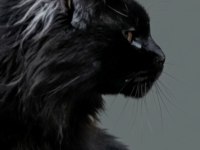 MAİNE COON TÜRK - MCO CATTERY