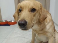 Henüz 1 yaşında labrador Yeni Sahibini bekliyor