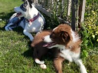 Safkan Border Collie yavruları