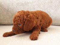Red toy poodle yavrularımızı Rezerveye açtık.