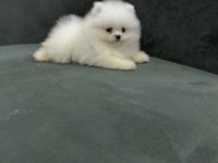 Pomeranian Boo Yavrusu