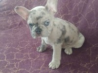 Harika french bulldog merley