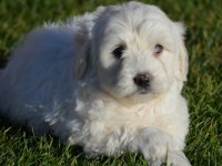Maltese Terrier 0 Numara orjınal ırk