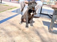 ANTALYA BU LABRADOR ÇOK KÖTÜ MAHALLEDE LÜTFEN YUVA