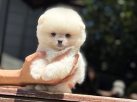 Show Kalite Pomeranian Boo Yavrularımız