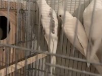 Erkek Albino Dişi Heavy