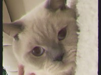 Blue point beyaz british shorthair
