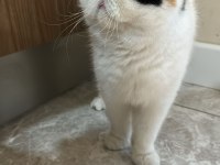Exotic Shorthair 3 Yaşında