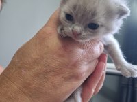 Bebek kedilerimiz buyuyor