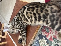 Silver Bengal Show Class