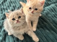 Bayram Şekerleri Kediler Yeni Ailesini Arıyor