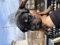 Europen baba A şecereli kızıl ve siyah doberman yavrular