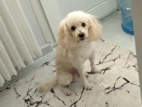 Mecburiyetten sahiplendirilecek 4 yaşında poodle
