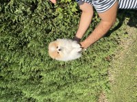 AYI SURAT POMERANİAN BOO KALİTELİ YAVRULAR