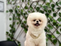 IRK GARANTİLİ TEDYBEAR POMERİAN BOO YAVRULAR