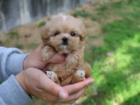 EN SEVİMLİ MALTİPOO YAVRULARIMIZ