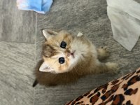Mükemmel golden british shorthair kedimiz