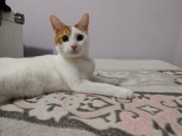Bücür kedimize acil yuva arıyoruz