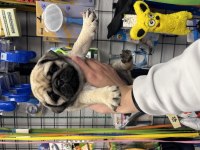 Safkan PUG MOPS YAVRULAR