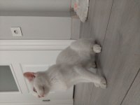 Dünyalar güzeli british shorthair mavişim