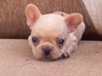 Egzotic FRENCH BULDOGG yavrular teslime hazır.