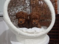 Red brown erkek toy poodle yavrularımız
