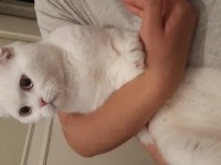 5 aylık erkek scottish fold