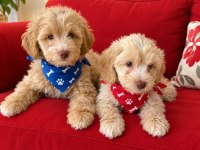 Maltipoo Yavrular