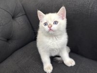 British shorthair lynx point erkek