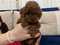 Üst Segment Toy Poodle Yavrumuz