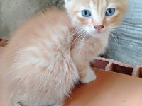 Sokak kedisi