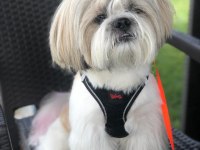Shih Tzu Yavruları