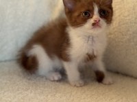 British cinnamon bicolour erkek yavru