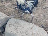 CİNS TAVUKLAR