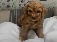 Poodle Ayarında Efsane Yavrular