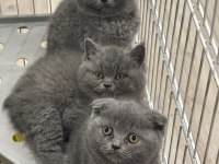 Scottish fold yavrumuz 70 günlük