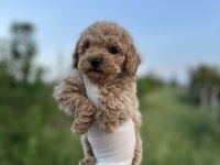 Sağlık Ve Irk Garantilimtoy Poodle Yavrularımız 