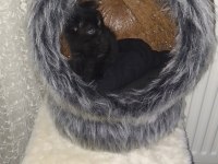 Scottish fold gecemiz yeni evini arıyor