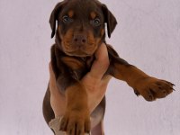 Asil ve Güçlü Doberman Yavrular Sahiplerini Bekliyor