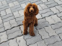 Sağlıklı Toy Poodle 9 Aylık