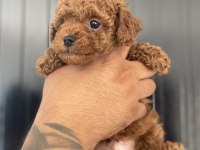 Irk sağlık ve kilo garantili kore poodle