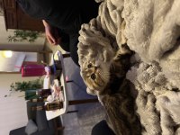 Minik scottish fold kaplanım