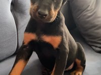 Estetikli doberman yavrular