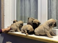 SHOW CLASS PUG MOPS BEBEKLER