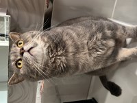 Ücretsiz british shorthair