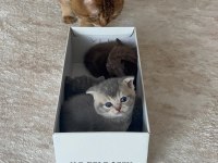 KAHVERENGİ - GRİ BRITISH SHORTHAIR YAVRULAR