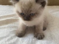 Tatlı mı tatlı british shorthair bebişler
