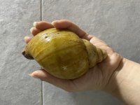 Dev Afrika Salyangozları