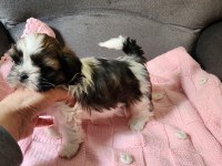 Shih tzu yavrularım yeni ailelerini bekliyorlar